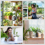 RAINPOINT Light-Driven Thermo-Hygrometer & Smart Digital Wireless Soil Moisture Meter (WiFi Hub Needed) Kit, Real-time Monitor Sensor Gardening Plant Care Essentials